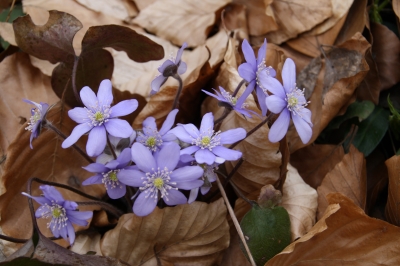 Leberblümchen