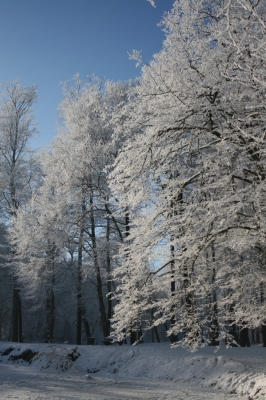 Winterlicher Baum