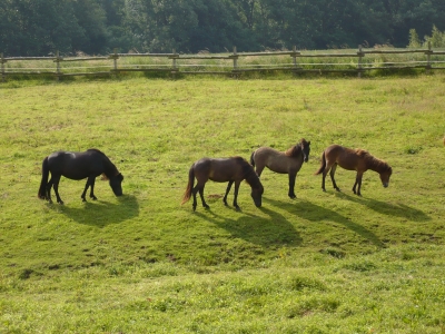 Pferde im Sauerland