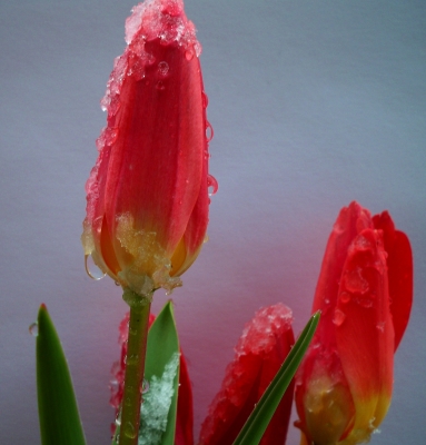 Tulpen contra Schnee