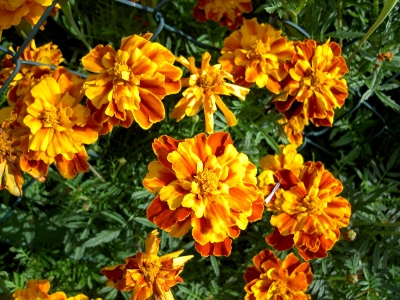 Tagetes