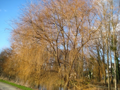 Weidenbaum  im Frühlingskleid