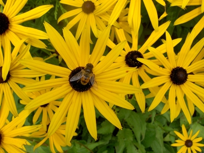 Schwebfliege auf Sonnenauge