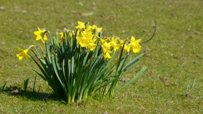 Osterglocken (Narcissus pseudonarcissus) in der Frühlingssonne