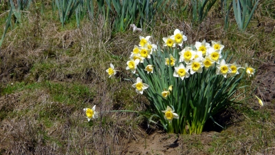 Osterglocken (Narcissus pseudonarcissus) in der Frühlingssonne #2