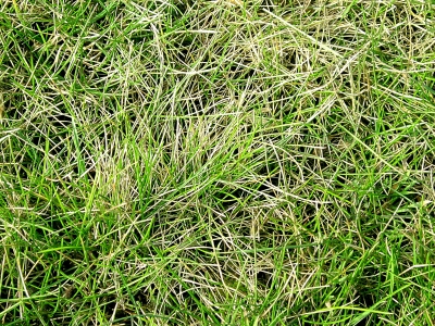 frisches und trockenes Gras