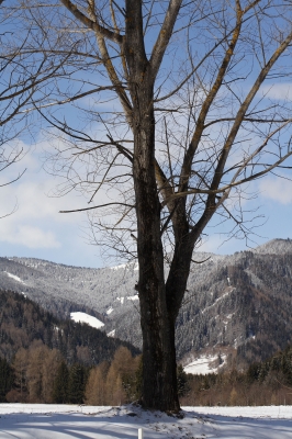 Der Baum im Schnee