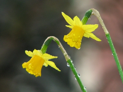 Noch Winter, oder schon Frühling ?