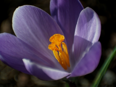 Frühling in Sicht ?