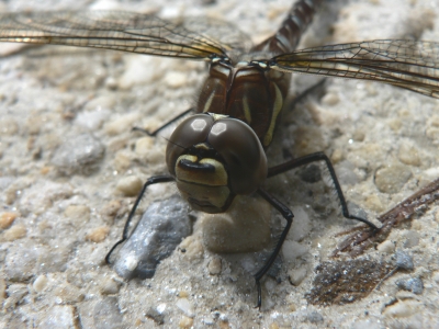 flugfähiger Pittiplatsch