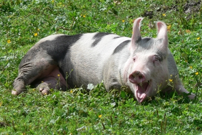 Glückliches Schwein