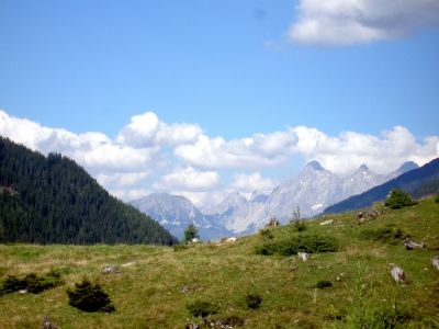 Bergwiese 2