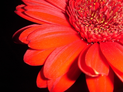 Rote Gerbera