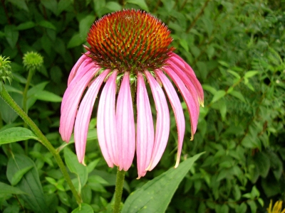 Echinacea 2