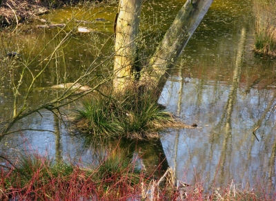 Frühling im Moor