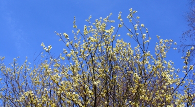 Weidenkätzchen (Salix spec.) in der Frühlingssonne