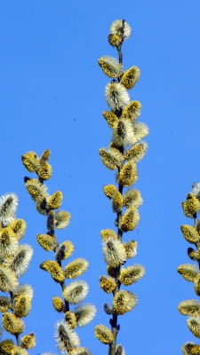 Weidenkätzchen (Salix spec.) in der Frühlingssonne