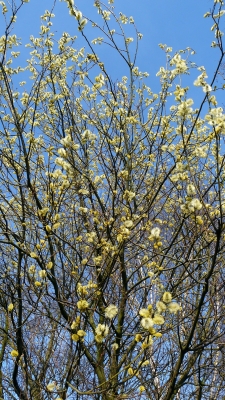 Weidenkätzchen (Salix spec.)  in der Frühlingssonne #2