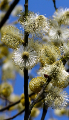 Weidenkätzchen (Salix spec.)  in der Frühlingssonne #3