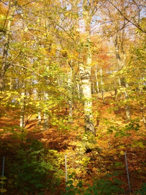 Herbstimpression im Lichtensteiner Stadtpark