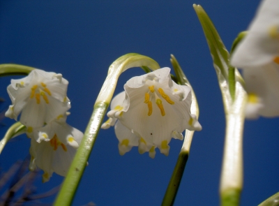 Frühlingsboten