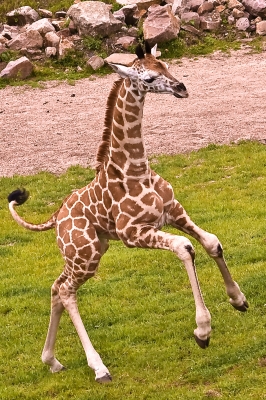 junge Giraffe