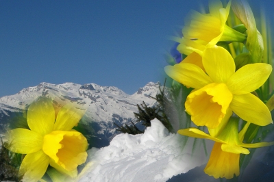 Nach dem Schnee die ersten Farben