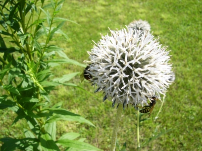 Distel mit Wespe und Fliege