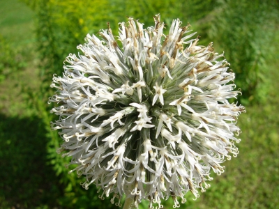 Distel