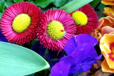 Farbenfrohes Blumenbild