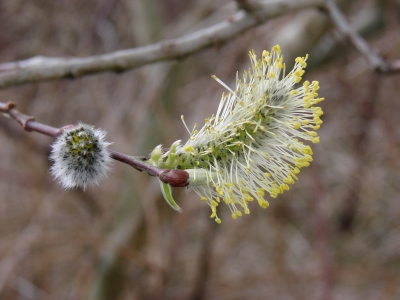 Der Frühling kommt