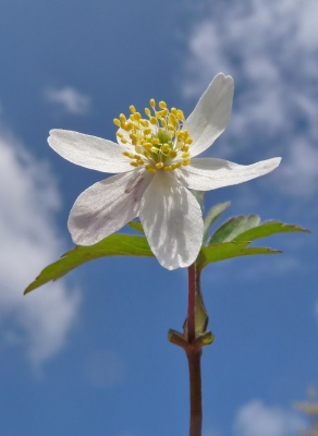 Buschwindröschen (Anemone nemorosa)