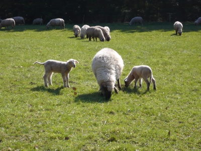 Schafe im Sauerland