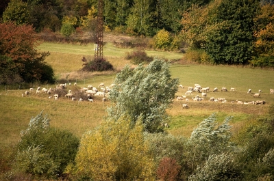 Schafe im herbstlichen Thüringen