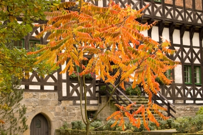 Herbstfarben vor Kloster Paulinzella