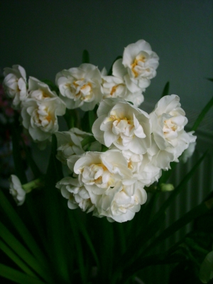 white_flower