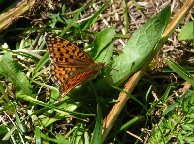 Schmetterling