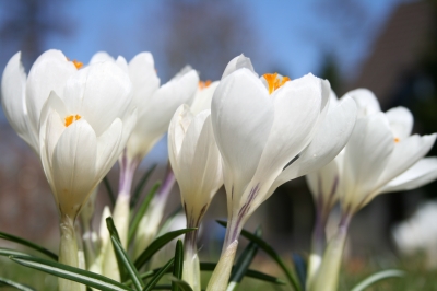 Der Frühling ist da 2