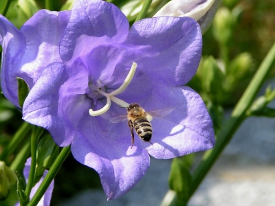 Biene im Anflug auf eine Glockenblume