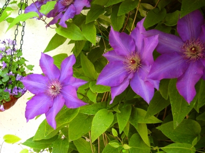 Clematis