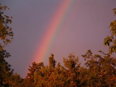 Regenbogen über Bäumen