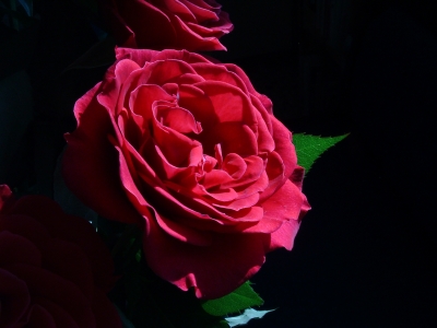 rote Rose vor schwarzem Hintergrund
