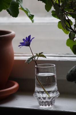 Am Fenster wartet mein Leberblümchen auf dich...