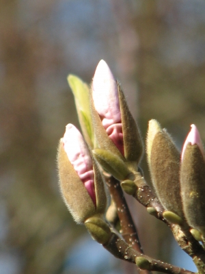 FRÜHLING