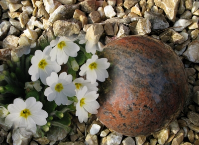 Garten-Kugeln sind in