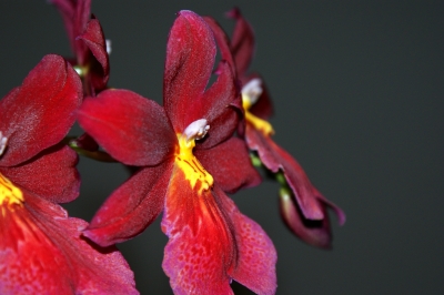 Edle rote Orchideen