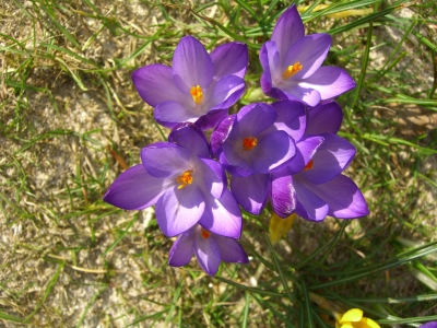 Blaue Krokusse