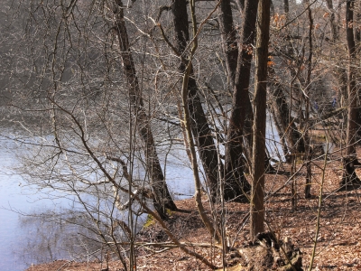 Krumme Lanke im Frühling 1