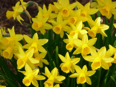 Osterglocken (Narcissus pseudonarcissus)