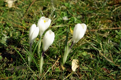 Bodensee Langenargen 9 - Krokusse